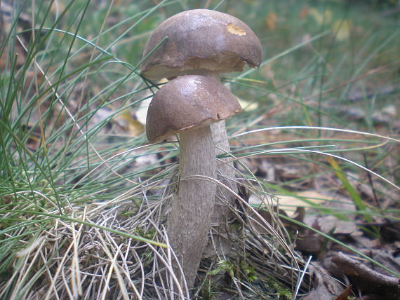 kozák brezový ? Leccinum scabrum? (Bull. ex Fr.) S. F. Gray