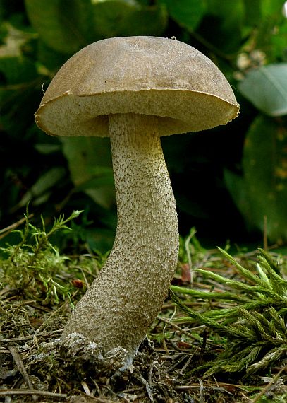 kozák brezový Leccinum scabrum (Bull.) Gray