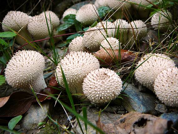 prášnica bradavičnatá Lycoperdon perlatum Pers.