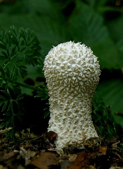 prášnica Lycoperdon sp.