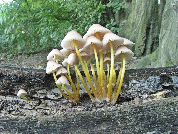 prilbička žltohlúbiková Mycena renati Quél.