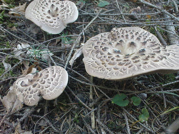 jelenkovec škridlicovitý Sarcodon imbricatus (L.) P. Karst.