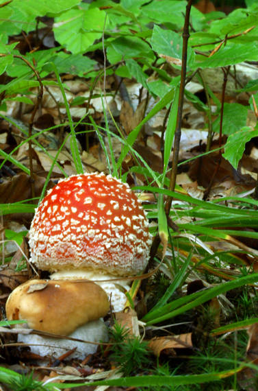 muchotrávka červená Amanita muscaria (L.) Lam.