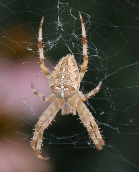 križiak obyčajný Araneus diadematus