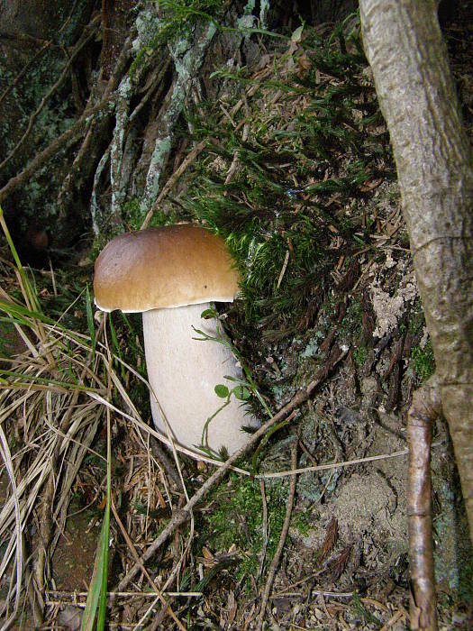 hríb smrekový Boletus edulis Bull.