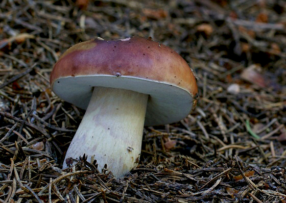 hríb smrekový Boletus edulis Bull.