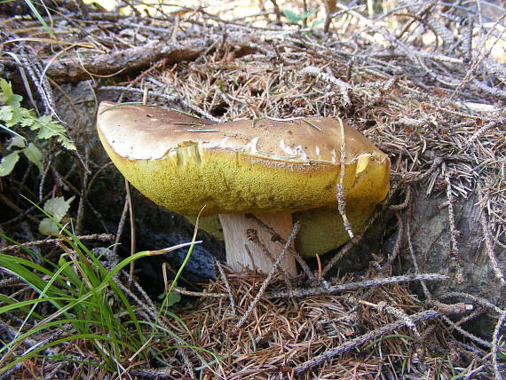 hríb smrekový Boletus edulis Bull.