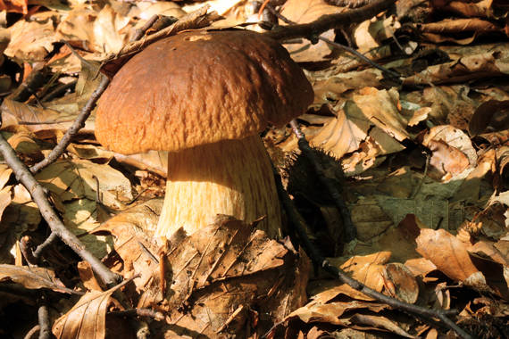 hríb dubový? Boletus reticulatus? Schaeff. ex Boud.