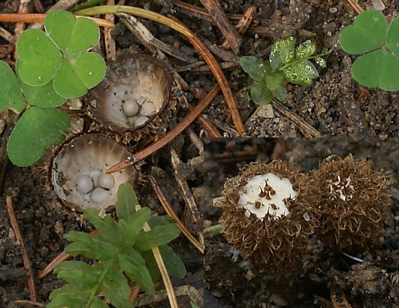 čiaškovec pásikavý Cyathus striatus (Huds.) Willd.