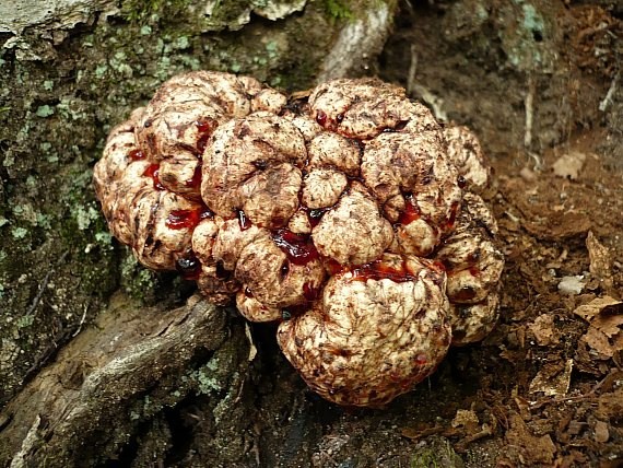 pečeňovec dubový Fistulina hepatica (Schaeff.) With.