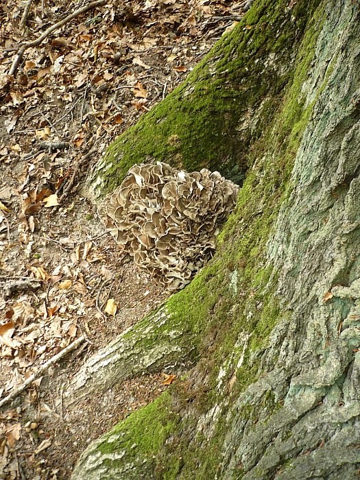 trsovnica lupeňovitá Grifola frondosa (Dicks.) Gray