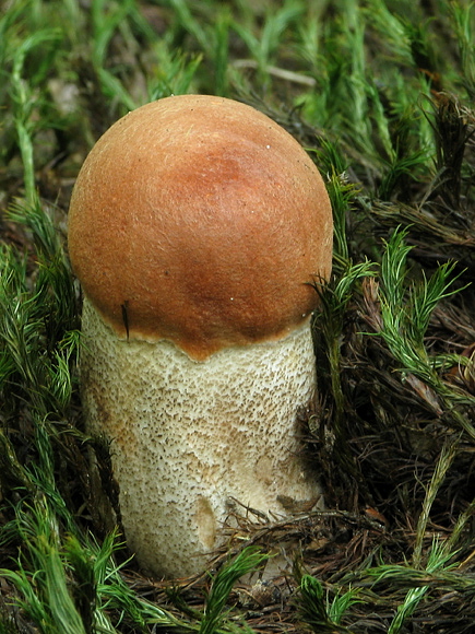 kozák dubový Leccinum aurantiacum (Bull.) Gray