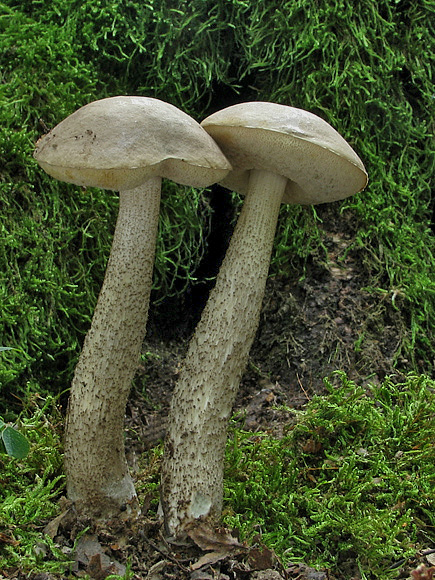 kozák brezový Leccinum scabrum (Bull.) Gray