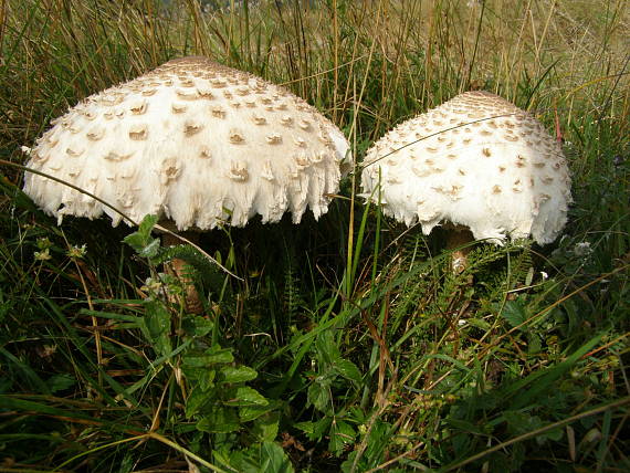 bedla vysoká Macrolepiota procera (Scop.) Singer