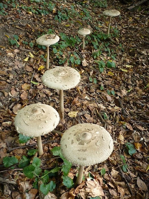 bedľoradie Macrolepiota procera (Scop.) Singer