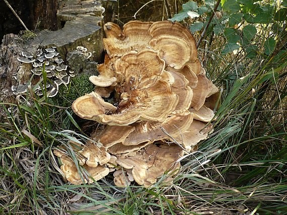 vejárovec obrovský Meripilus giganteus (Pers.) P. Karst.