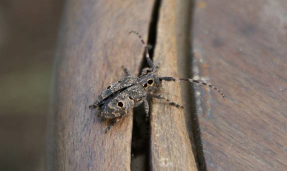 vrzúnik orechový Mesosa curculionoides