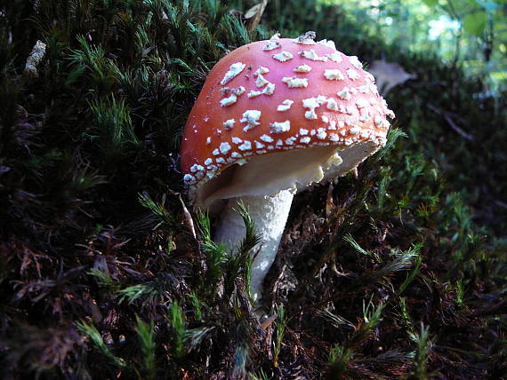 muchotrávka červená Amanita muscaria (L.) Lam.