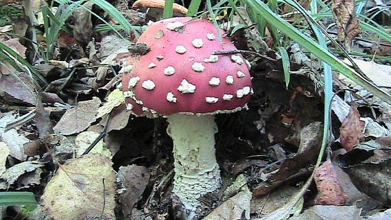 muchotrávka červená Amanita muscaria (L.) Lam.