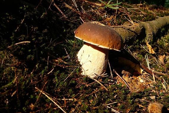 hríb smrekový Boletus edulis Bull.