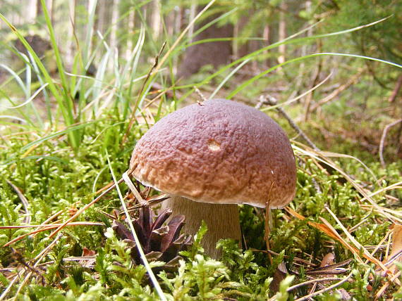 hríb smrekový Boletus edulis Bull.