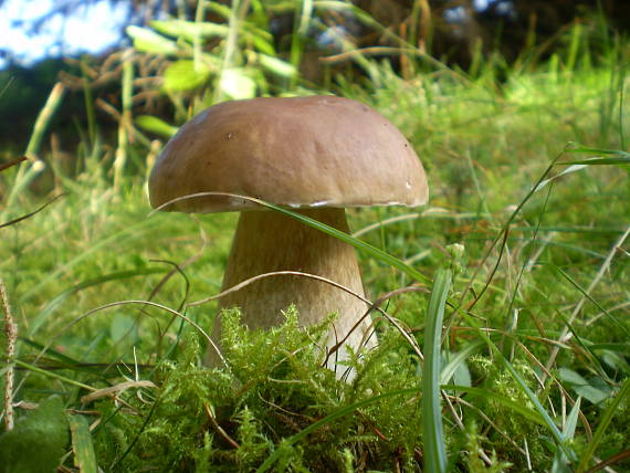 hríb smrekový Boletus edulis Bull.