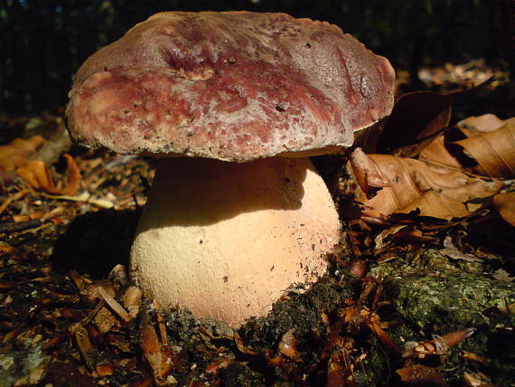 hríb sosnový Boletus pinophilus Pil. et Dermek in Pil.