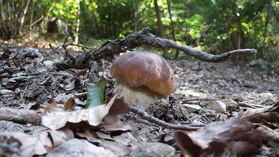 hríb dubový Boletus reticulatus Schaeff.