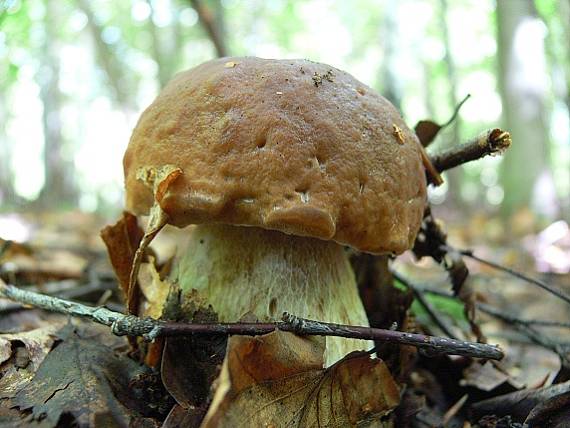 hríb dubový Boletus reticulatus Schaeff.