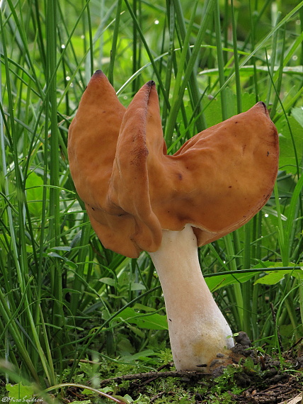 ušiak mitrovitý Gyromitra infula (Schaeff.) Quél.