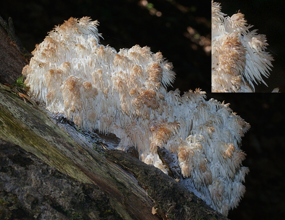 koralovec jedľový Hericium alpestre Pers.