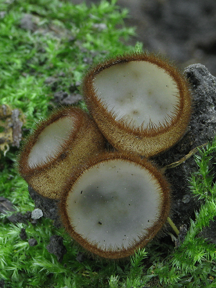 humária polguľovitá Humaria hemisphaerica (F.H. Wigg.) Fuckel