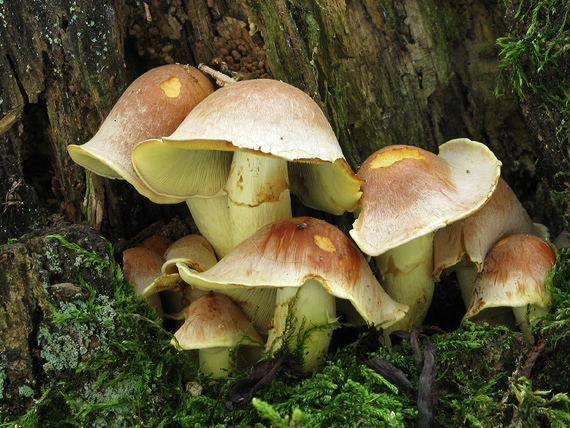 strapcovka zväzkovitá Hypholoma fasciculare (Huds.) P. Kumm.