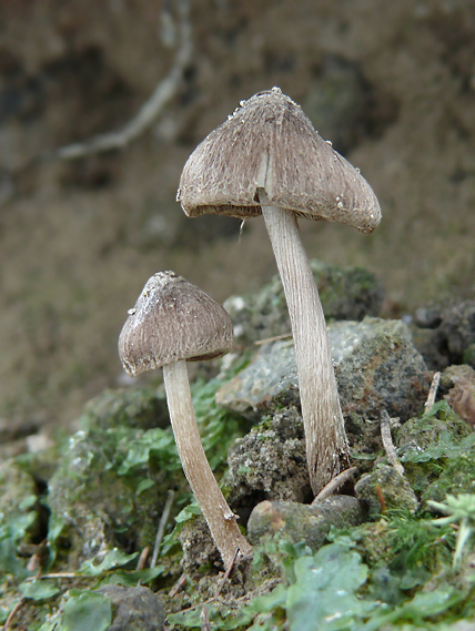 vláknica Inocybe sp.