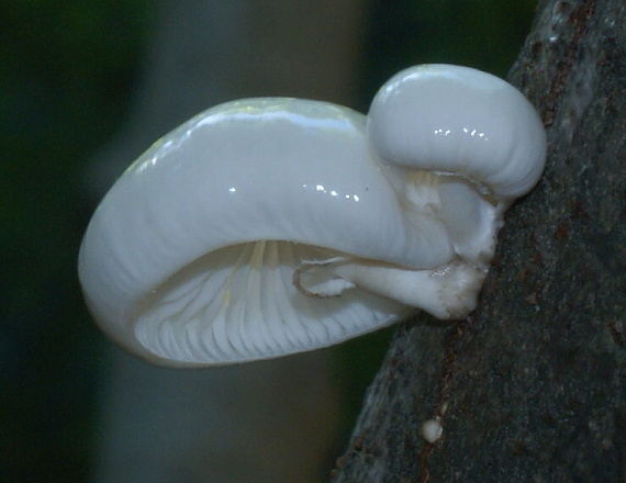 sliznačka obyčajná Mucidula mucida (Schrad.) Pat.