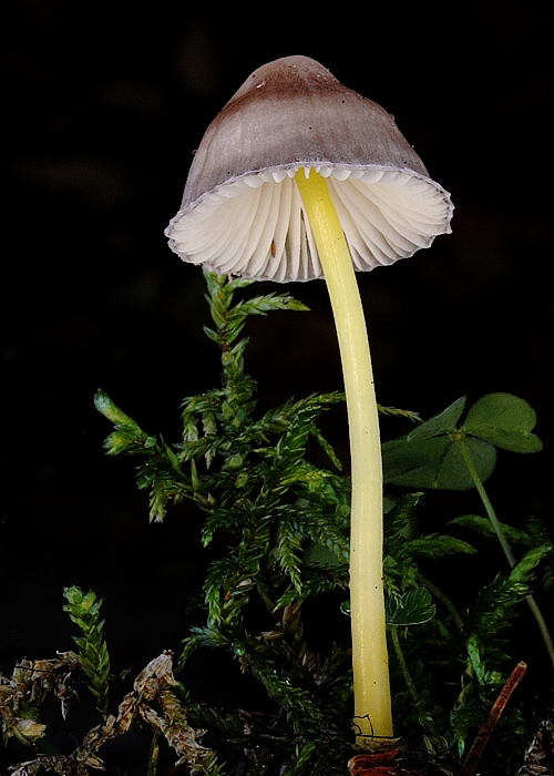 prilbička slizká želatínová Mycena epipterygia var. viscosa (Secr. ex Maire) Ricken