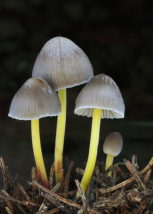 prilbička slizká želatínová Mycena epipterygia var. viscosa (Secr. ex Maire) Ricken