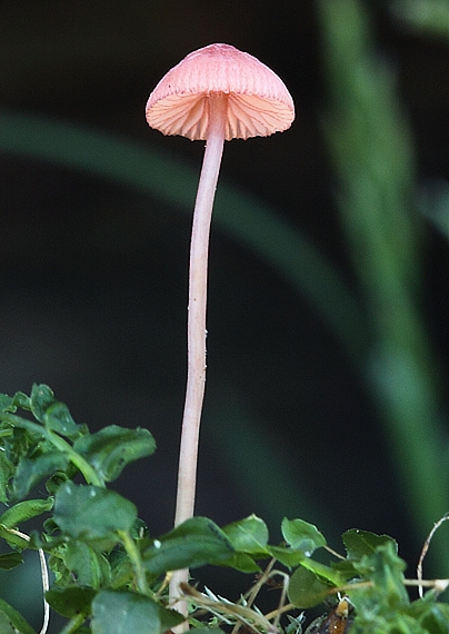 prilbička ružová Mycena rosella (Fr.) P. Kumm.