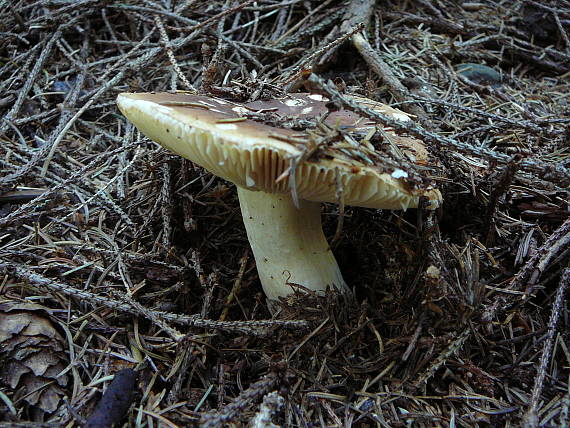 plávka lasičia Russula mustelina Fr.