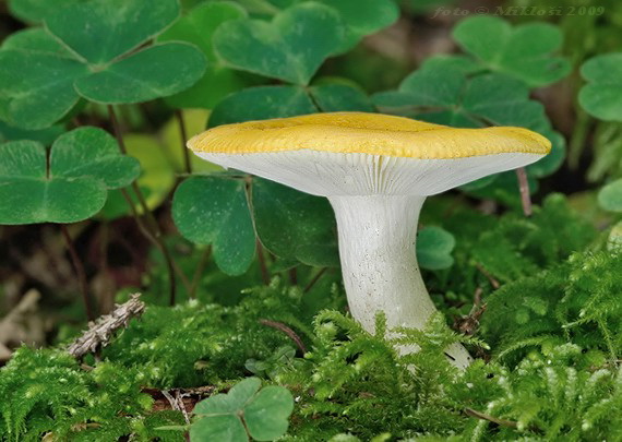 plávka Russula sp.