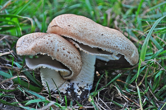 pečiarka dvojvýtrusná Agaricus bisporus (J.E. Lange) Imbach