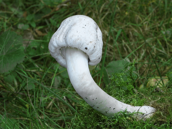 pečiarka páchnuca Agaricus xanthodermus Genev.