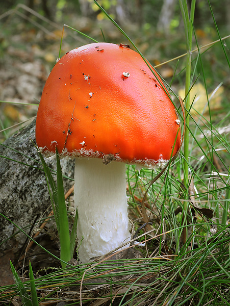 muchotrávka červená Amanita muscaria (L.) Lam.