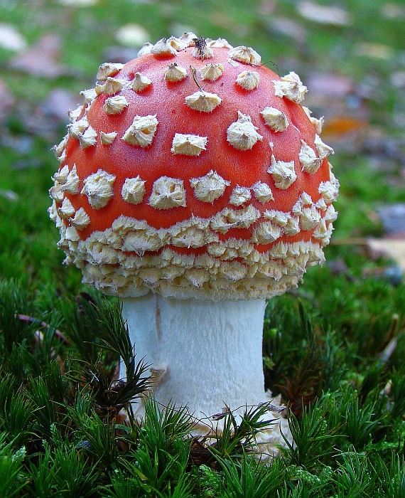 muchotrávka červená Amanita muscaria (L.) Lam.