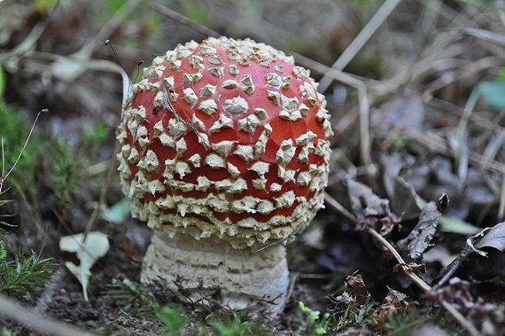 muchotrávka červená Amanita muscaria (L.) Lam.