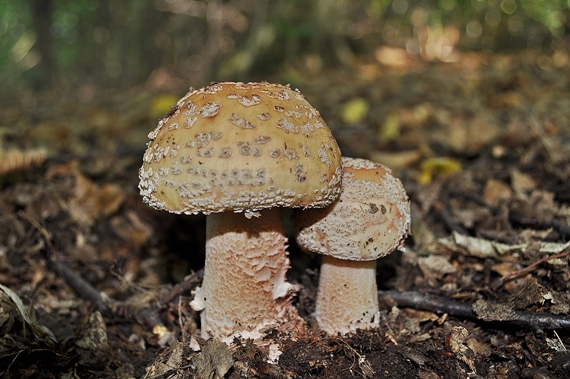 muchotrávka červenkastá Amanita rubescens Pers.