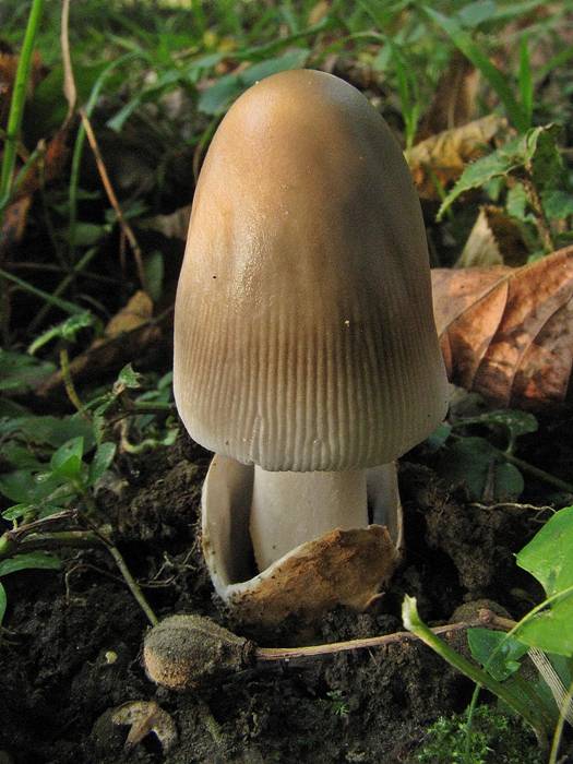 muchotrávka sivopošvatá Amanita submembranacea (Bon) Gröger