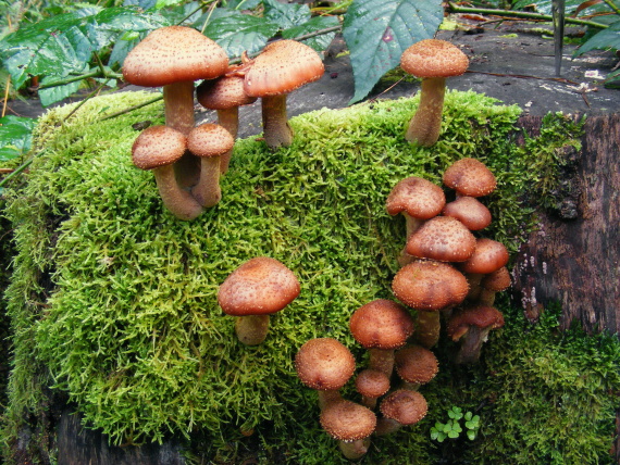 podpňovka obyčajná Armillaria mellea (Vahl) P. Kumm.