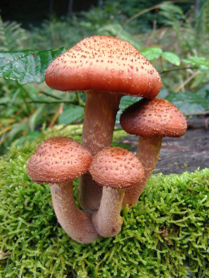 podpňovka obyčajná Armillaria mellea (Vahl) P. Kumm.