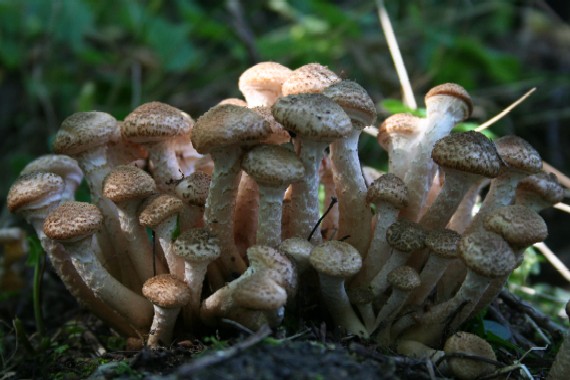 podpňovka tmavá Armillaria ostoyae (Romagn.) Herink